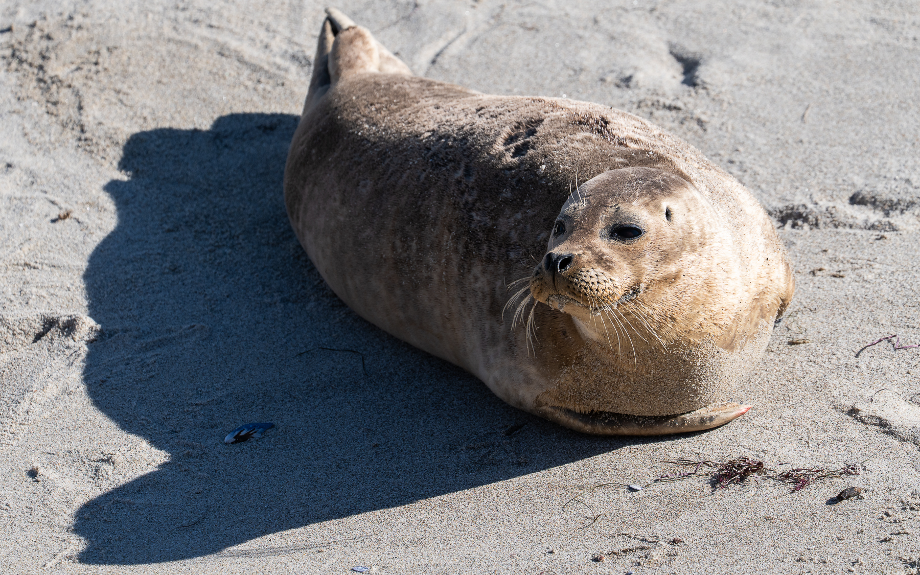 436f5180 F00a F934 6731 Ccc963128bc9